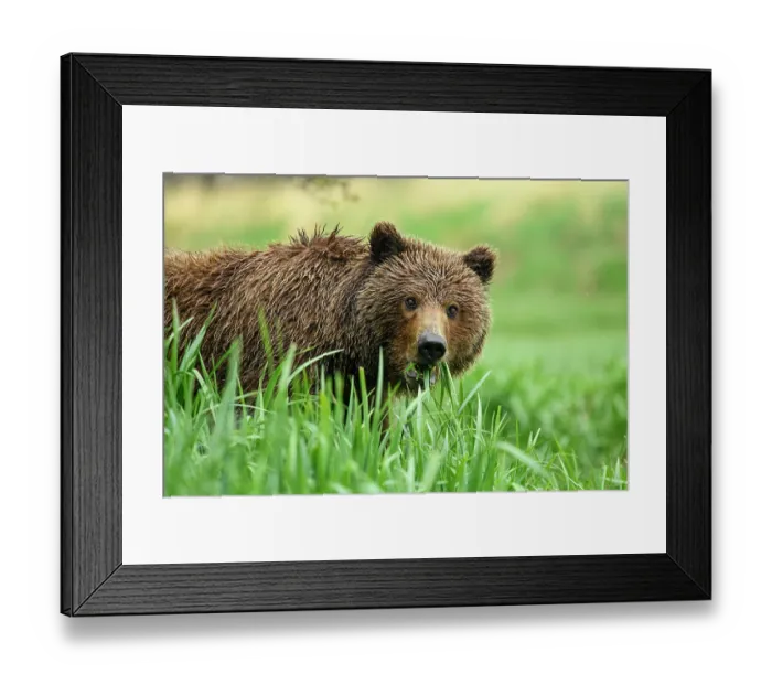 Framed Print : Brown bear (Ursus arctos) female feeding on vegetation, Katmai National Park, Alaska, USA. June Framed Print : Brown bear (Ursus arctos) female feeding on vegetation, Katmai National Park, Alaska, USA. June