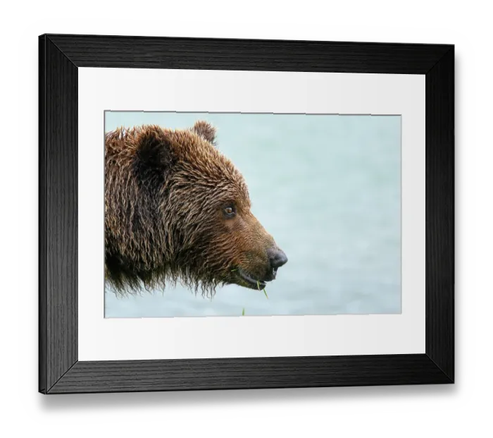 Framed Print : RF - Brown bear (Ursus arctos) female with wet fur, eating grass, head portrait, Katmai National Park, Alaska, USA. June Framed Print : RF - Brown bear (Ursus arctos) female with wet fur, eating grass, head portrait, Katmai National Park, Alaska, USA. June