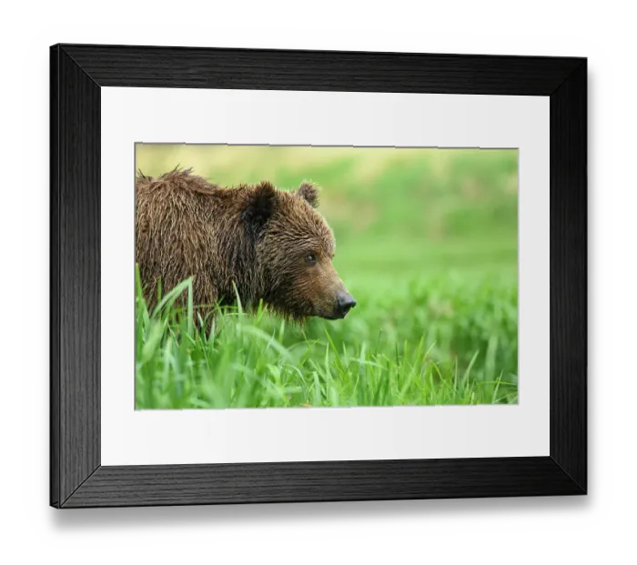 Framed Print : Brown bear (Ursus arctos) female feeding on vegetation, Katmai National Park, Alaska, USA. June Framed Print : Brown bear (Ursus arctos) female feeding on vegetation, Katmai National Park, Alaska, USA. June
