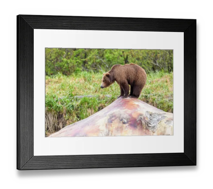 Framed Print : Brown bear (Ursus arctos) standing on whale carcass, Katmai National Park, Alaska, USA. June Framed Print : Brown bear (Ursus arctos) standing on whale carcass, Katmai National Park, Alaska, USA. June