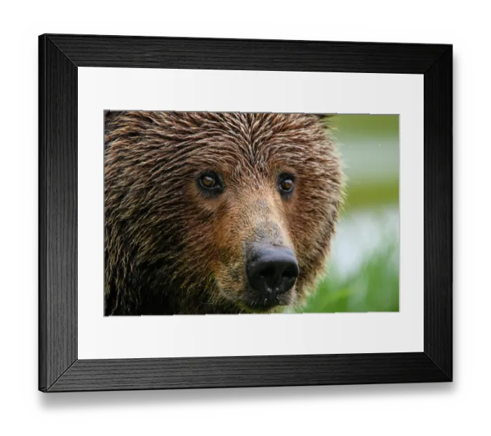 Framed Print : Brown bear (Ursus arctos) female, head portrait, Katmai National Park, Alaska, USA. June Framed Print : Brown bear (Ursus arctos) female, head portrait, Katmai National Park, Alaska, USA. June