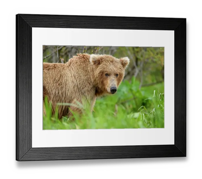Framed Print : Brown bear (Ursus arctos) portrait, Katmai National Park, Alaska, USA. June Framed Print : Brown bear (Ursus arctos) portrait, Katmai National Park, Alaska, USA. June