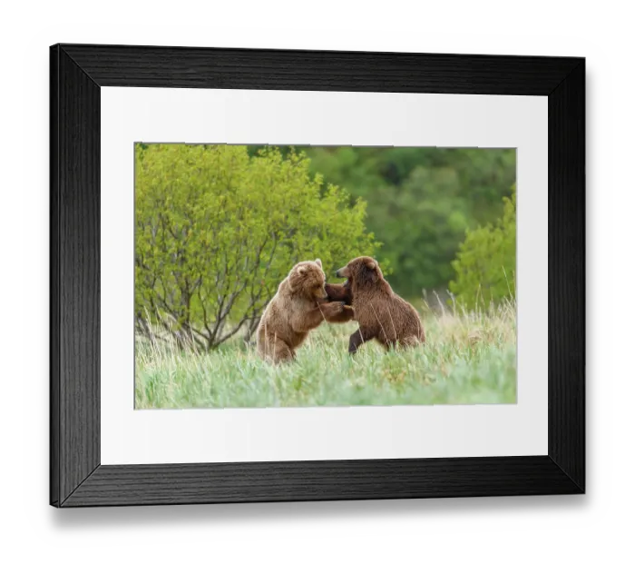 Framed Print : RF - Two Brown bear (Ursus arctos) sub-adults play-fighting. Katmai National Park, Alaska, USA. June. (This image may be licensed either as rights managed or royalty free.) Framed Print : RF - Two Brown bear (Ursus arctos) sub-adults play-fighting. Katmai National Park, Alaska, USA. June. (This image may be licensed either as rights managed or royalty free.)