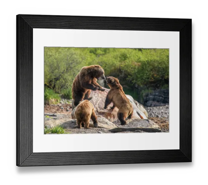 Framed Print : Three Brown bear (Ursus arctos) males fighting over a whale carcass, Katmai National Park, Alaska, USA. June Framed Print : Three Brown bear (Ursus arctos) males fighting over a whale carcass, Katmai National Park, Alaska, USA. June