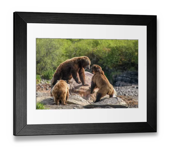 Framed Print : Three Brown bear (Ursus arctos) males fighting over a whale carcass, Katmai National Park, Alaska, USA. June Framed Print : Three Brown bear (Ursus arctos) males fighting over a whale carcass, Katmai National Park, Alaska, USA. June