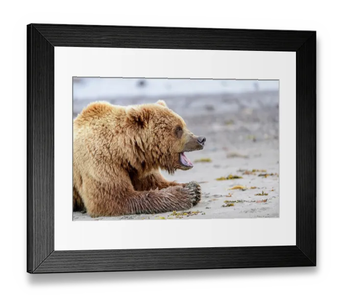 Framed Print : RF - Brown bear (Ursus arctos) resting on beach, yawning, Katmai National Park, Alaska. June. (This image may be licensed either as rights managed or royalty free.) Framed Print : RF - Brown bear (Ursus arctos) resting on beach, yawning, Katmai National Park, Alaska. June. (This image may be licensed either as rights managed or royalty free.)