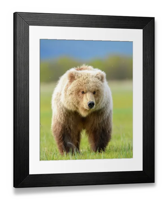 Framed Print : RF - Brown bear (Ursus arctos) sub-adult standing in sedge meadow, Hallo Bay, Katmai National Park, Alaska, USA. June Framed Print : RF - Brown bear (Ursus arctos) sub-adult standing in sedge meadow, Hallo Bay, Katmai National Park, Alaska, USA. June