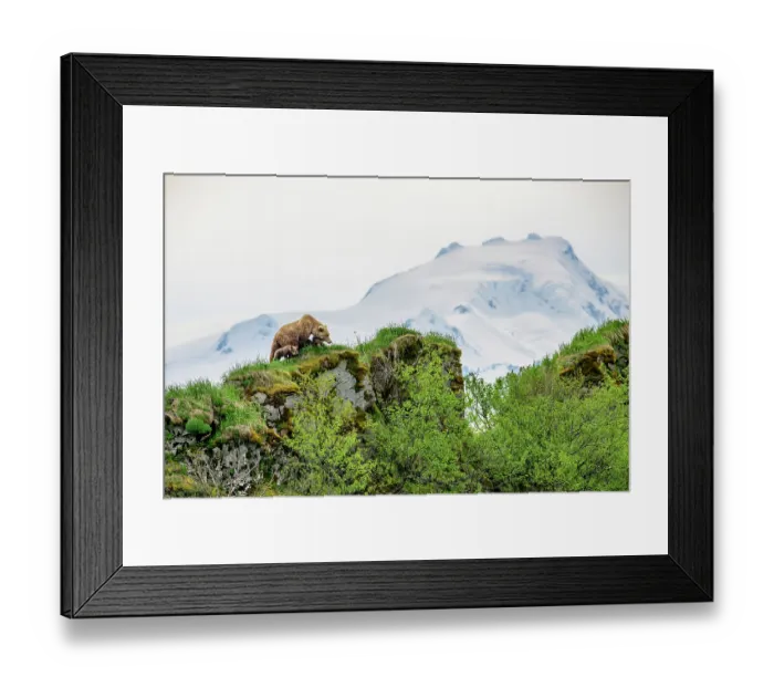Framed Print : Brown bear (Ursus arctos) female with three cubs standing on a rocky ridge, Katmai National Park, Alaska, USA. June Framed Print : Brown bear (Ursus arctos) female with three cubs standing on a rocky ridge, Katmai National Park, Alaska, USA. June