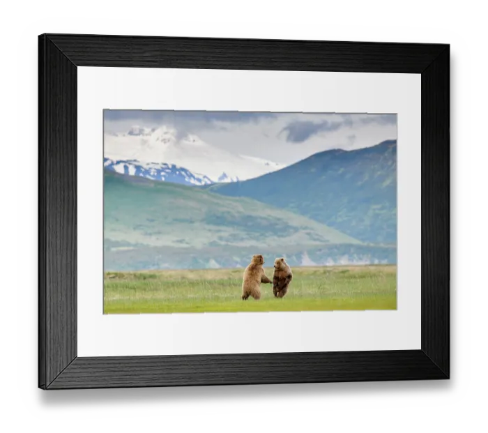 Framed Print : Two Brown bear (Ursus arctos) sub-adults play-fighting with mountains in background, Katmai National Park, Alaska, USA. June Framed Print : Two Brown bear (Ursus arctos) sub-adults play-fighting with mountains in background, Katmai National Park, Alaska, USA. June