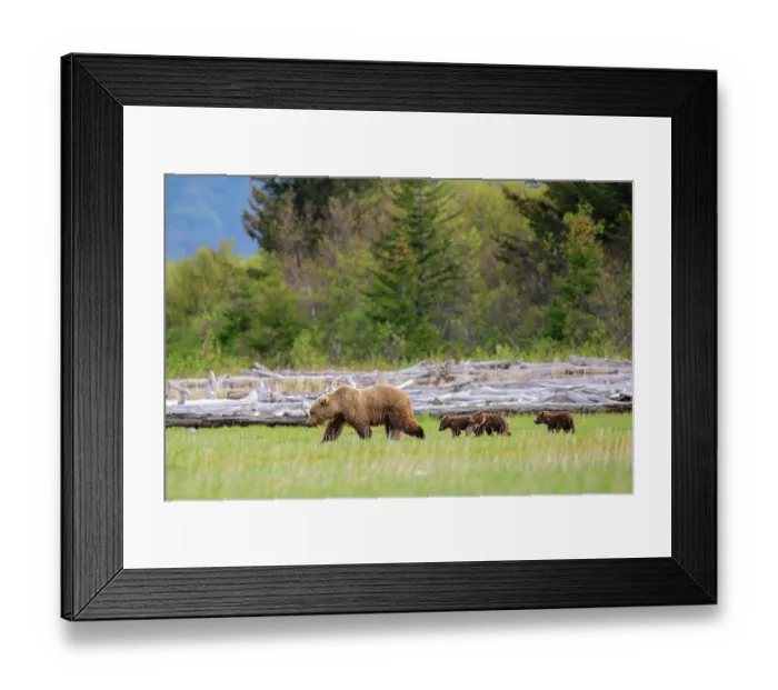 Framed Print : Brown bear (Ursus arctos) female with three cubs walking through meadow, Hallo Bay, Katmai National Park, Alaska, USA. June Framed Print : Brown bear (Ursus arctos) female with three cubs walking through meadow, Hallo Bay, Katmai National Park, Alaska, USA. June