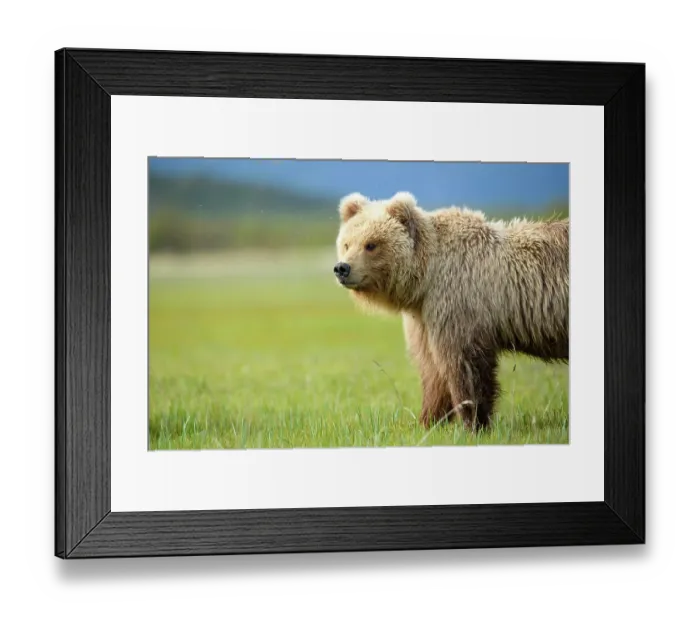 Framed Print : Brown bear (Ursus arctos) sub-adult standing in sedge meadow, Hallo Bay, Katmai National Park, Alaska, USA. June Framed Print : Brown bear (Ursus arctos) sub-adult standing in sedge meadow, Hallo Bay, Katmai National Park, Alaska, USA. June