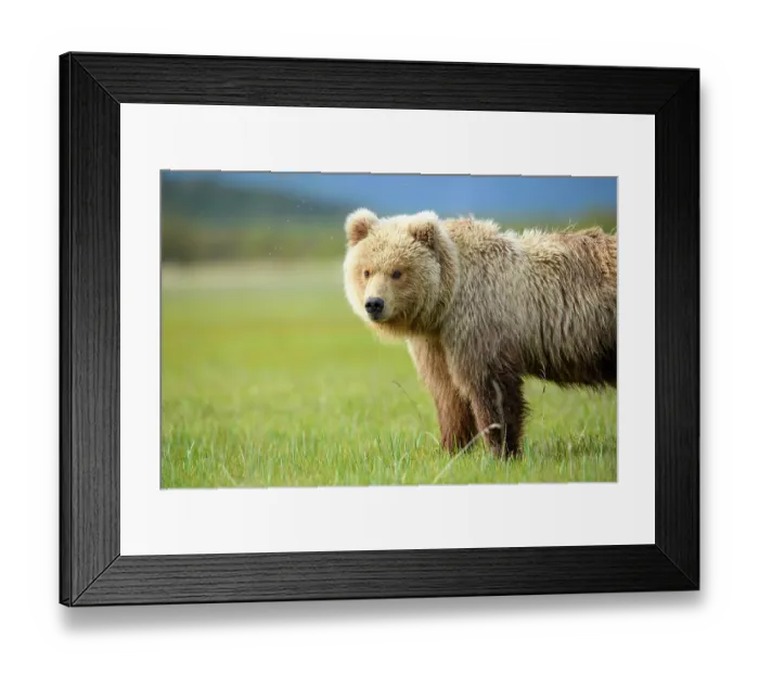 Framed Print : Brown bear (Ursus arctos) sub-adult standing in sedge meadow, Hallo Bay, Katmai National Park, Alaska, USA. June Framed Print : Brown bear (Ursus arctos) sub-adult standing in sedge meadow, Hallo Bay, Katmai National Park, Alaska, USA. June