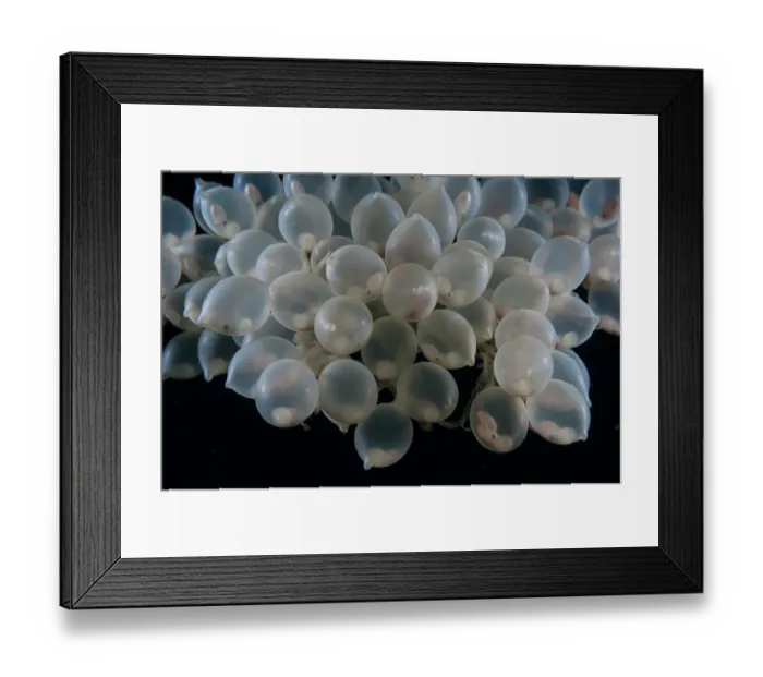 Framed Print : Needle cuttlefish (Sepia aculeata) eggs Framed Print : Needle cuttlefish (Sepia aculeata) eggs