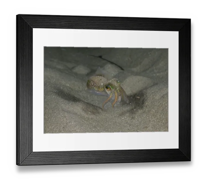 Framed Print : Tasmanian bobtail squid (Euprymna tasmanica) on sandy seabed. This little cephalopod secretes a mucous that causes sand to stick to its back to help it hide in the sand Framed Print : Tasmanian bobtail squid (Euprymna tasmanica) on sandy seabed. This little cephalopod secretes a mucous that causes sand to stick to its back to help it hide in the sand