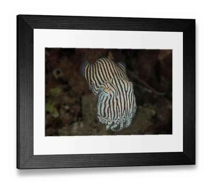 Framed Print : Striped pyjama squid (Sepioloidea lineolata) hovering in the water just above the seabed, Edithburgh, South Australia, Pacific Ocean Framed Print : Striped pyjama squid (Sepioloidea lineolata) hovering in the water just above the seabed, Edithburgh, South Australia, Pacific Ocean