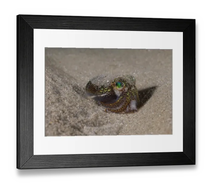 Framed Print : Tasmanian bobtail squid (Euprymna tasmanica) on sandy seabed. This little cephalopod secretes a mucous that causes sand to stick to its back to help it hide in the sand Framed Print : Tasmanian bobtail squid (Euprymna tasmanica) on sandy seabed. This little cephalopod secretes a mucous that causes sand to stick to its back to help it hide in the sand