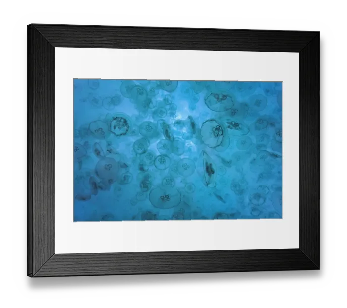 Framed Print : Large group of Moon jellyfish (Aurelia aurita), Exmouth, Western Australia, Indian Ocean