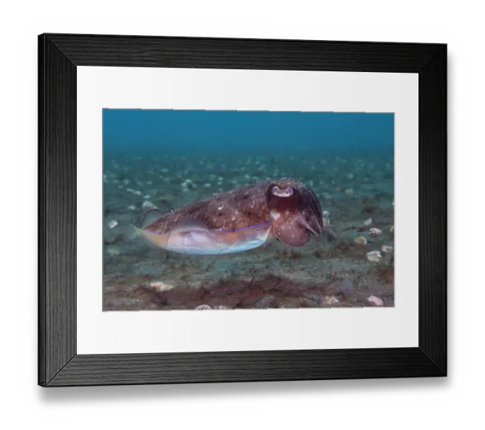 Framed Print : Needle cuttlefish (Sepia aculeata) portrait, Bali, Indonesia, Pacific Ocean Framed Print : Needle cuttlefish (Sepia aculeata) portrait, Bali, Indonesia, Pacific Ocean