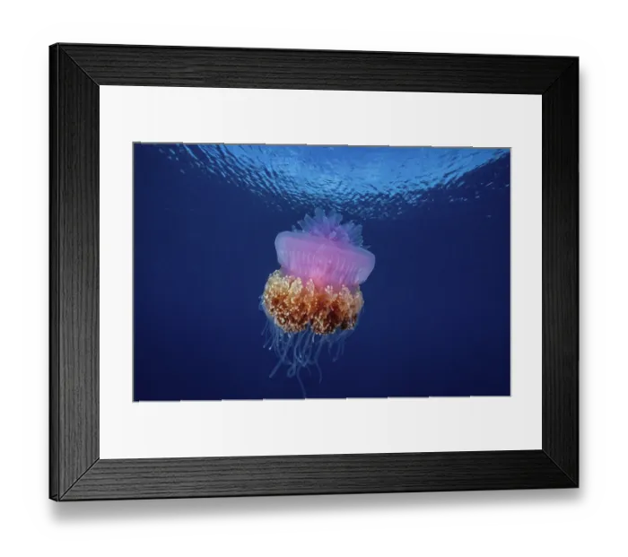 Framed Print : Crown jellyfish (Netrostoma setouchina) portrait, Solomon Islands, Pacific Ocean Framed Print : Crown jellyfish (Netrostoma setouchina) portrait, Solomon Islands, Pacific Ocean