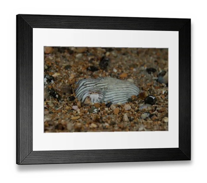 Framed Print : Striped pyjama squid (Sepioloidea lineolata) digging into the sand where it will hide and wait for prey, Edithburgh, South Australia, Pacific Ocean Framed Print : Striped pyjama squid (Sepioloidea lineolata) digging into the sand where it will hide and wait for prey, Edithburgh, South Australia, Pacific Ocean