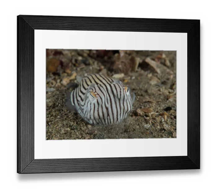 Framed Print : Striped pyjama squid (Sepioloidea lineolata) digging into the sand where it will hide and wait for prey, Edithburgh, South Australia, Pacific Ocean Framed Print : Striped pyjama squid (Sepioloidea lineolata) digging into the sand where it will hide and wait for prey, Edithburgh, South Australia, Pacific Ocean