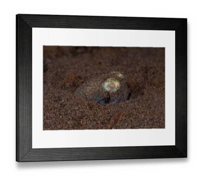 Framed Print : Berry's bobtail squid (Euprymna Berryi) hiding in the sand waiting for prey, Bali, Indonesia, Pacific Ocean Framed Print : Berry's bobtail squid (Euprymna Berryi) hiding in the sand waiting for prey, Bali, Indonesia, Pacific Ocean
