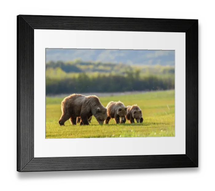 Framed Print : Brown bear (Ursus arctos) female with two cubs feeding in sedge meadow, Hallo Bay, Katmai National Park, Alaska, USA. June Framed Print : Brown bear (Ursus arctos) female with two cubs feeding in sedge meadow, Hallo Bay, Katmai National Park, Alaska, USA. June