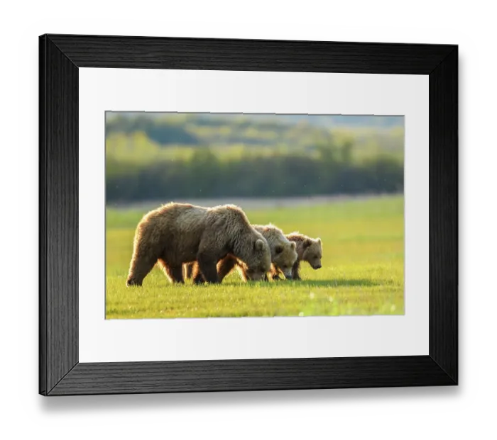 Framed Print : Brown bear (Ursus arctos) female with two cubs feeding in sedge meadow, Hallo Bay, Katmai National Park, Alaska, USA. June Framed Print : Brown bear (Ursus arctos) female with two cubs feeding in sedge meadow, Hallo Bay, Katmai National Park, Alaska, USA. June