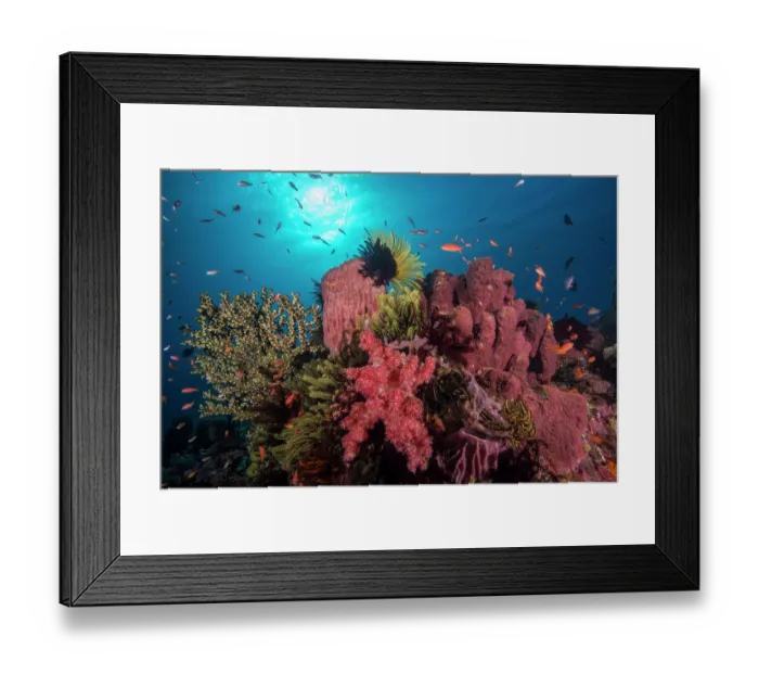 Framed Print : A reef prominence covered with invertebrate life.with colony of Branching cup coral (Tubastraea micrantha) far left