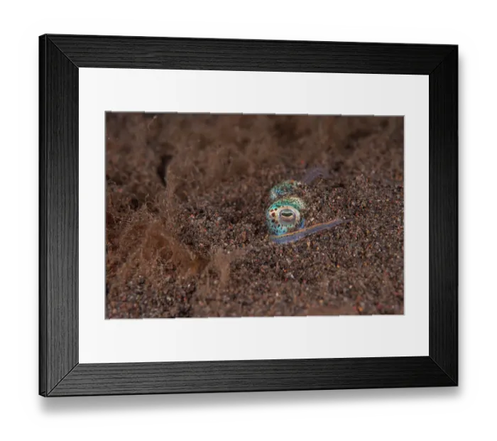 Framed Print : Berry's bobtail squid (Euprymna Berryi) hiding in the sand with only its eyes and two arms visible as it waits for prey, Bali, Indonesia, Pacific Ocean Framed Print : Berry's bobtail squid (Euprymna Berryi) hiding in the sand with only its eyes and two arms visible as it waits for prey, Bali, Indonesia, Pacific Ocean