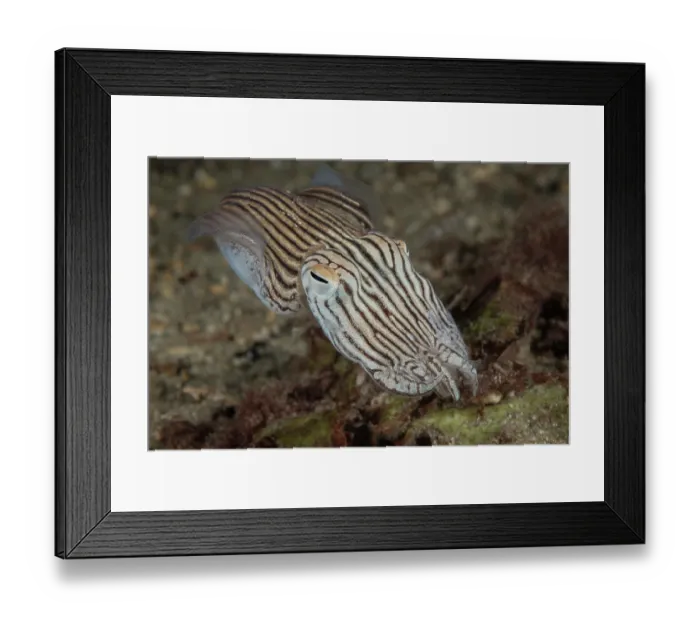 Framed Print : Striped pyjama squid (Sepioloidea lineolata) portrait, Edithburgh, South Australia, Pacific Ocean Framed Print : Striped pyjama squid (Sepioloidea lineolata) portrait, Edithburgh, South Australia, Pacific Ocean