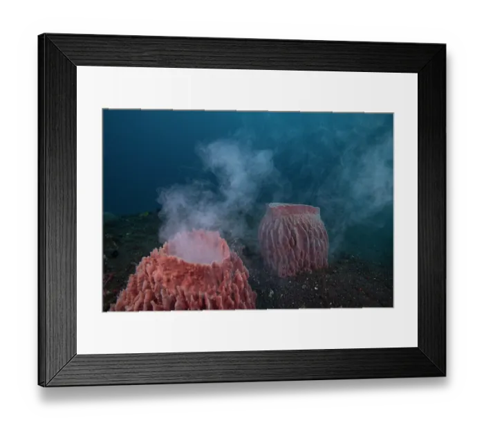 Framed Print : Indo-Pacific barrel sponge (Xestospongia testudinaria) spawning on a 30-meter deep reef, Bali, Indonesia, Pacific Ocean Framed Print : Indo-Pacific barrel sponge (Xestospongia testudinaria) spawning on a 30-meter deep reef, Bali, Indonesia, Pacific Ocean