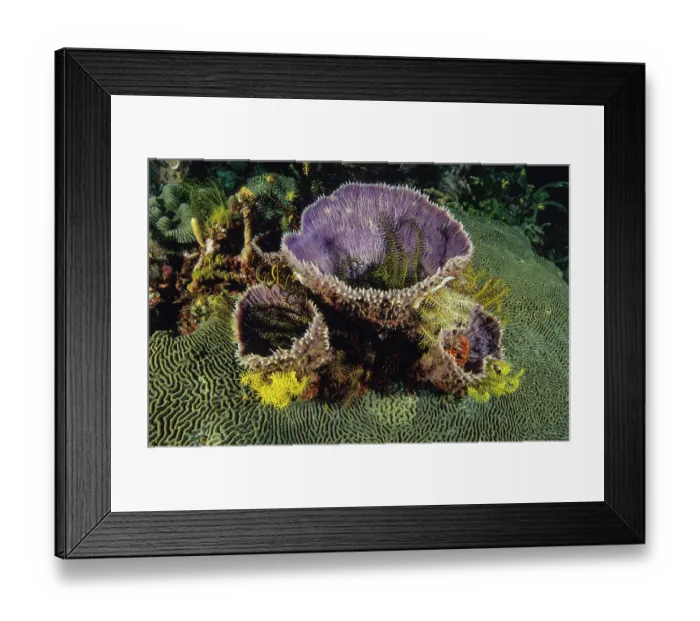 Framed Print : A large plate of hard coral (Platygyra sp.) with three vase-shaped Sponges (Callyspongia sp.). Each sponge has numerous colourful crinoids clinging to it Framed Print : A large plate of hard coral (Platygyra sp.) with three vase-shaped Sponges (Callyspongia sp.). Each sponge has numerous colourful crinoids clinging to it