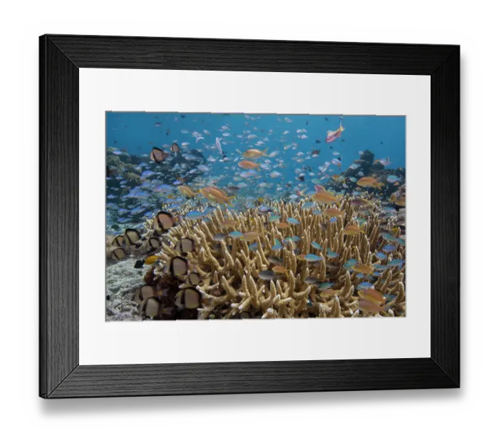 Framed Print : Small resident reef fish feeding in the currents flowing above a colony of Staghorn coral (Acropora sp.) into which they can seek shelter if a predator appears