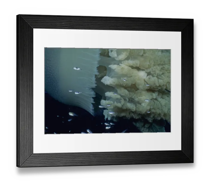 Framed Print : Blue blubber jellyfish (Catostylus mosaicus) accompanied by a multitude of little fish that use the jellyfish to hide from predators, New South Wales, Australia, Pacific Ocean Framed Print : Blue blubber jellyfish (Catostylus mosaicus) accompanied by a multitude of little fish that use the jellyfish to hide from predators, New South Wales, Australia, Pacific Ocean