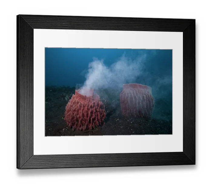 Framed Print : Indo-Pacific barrel sponge (Xestospongia testudinaria) spawning on a 30-meter deep reef, Bali, Indonesia, Pacific Ocean Framed Print : Indo-Pacific barrel sponge (Xestospongia testudinaria) spawning on a 30-meter deep reef, Bali, Indonesia, Pacific Ocean