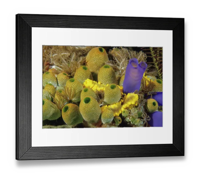 Framed Print : Several yellow Sea Cucumbers (Colochirus robustus) crawling through a cluster of green urn-shaped Ascidians (Atriolum robustum) and a taller purple Sea squirt (Rhopalaea sp.)