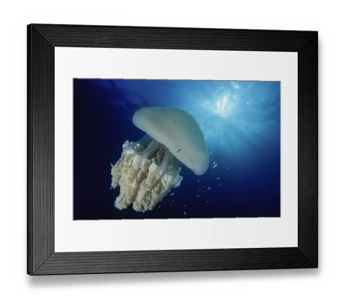 Framed Print : Blue blubber jellyfish (Catostylus mosaicus) accompanied by a multitude of little fish that use the jellyfish to hide from predators. New South Wales, Australia, Pacific Ocean Framed Print : Blue blubber jellyfish (Catostylus mosaicus) accompanied by a multitude of little fish that use the jellyfish to hide from predators. New South Wales, Australia, Pacific Ocean