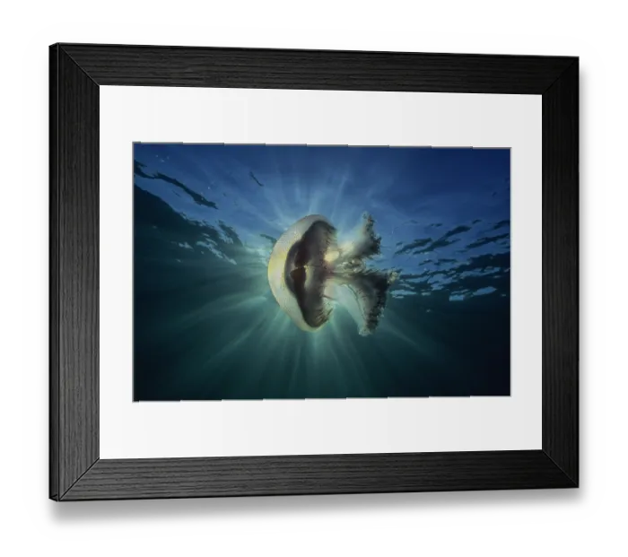 Framed Print : Haeckel's jellyfish (Pseudorhiza haeckeli) floating underwater in a sunburst, South Australia, Pacific Ocean Framed Print : Haeckel's jellyfish (Pseudorhiza haeckeli) floating underwater in a sunburst, South Australia, Pacific Ocean