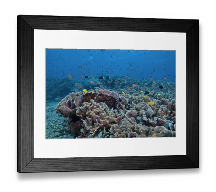 Framed Print : Small reef fish including yellow Lemon damsels (Pomacentrus moluccensis) Framed Print : Small reef fish including yellow Lemon damsels (Pomacentrus moluccensis)