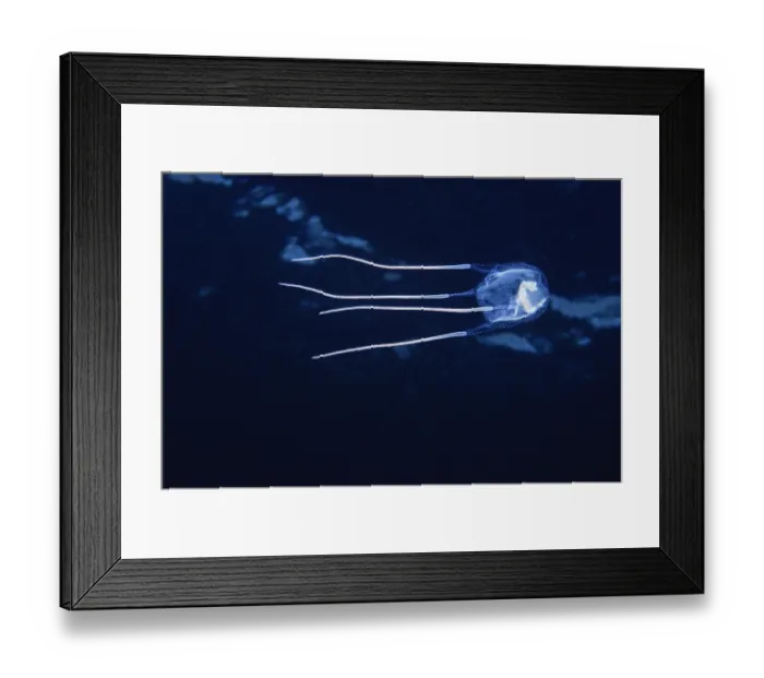 Framed Print : Southern box jellyfish (Carybdea rastonii) with a partially digested fish inside it, Wool Bay, South Australia, Pacific Ocean Framed Print : Southern box jellyfish (Carybdea rastonii) with a partially digested fish inside it, Wool Bay, South Australia, Pacific Ocean