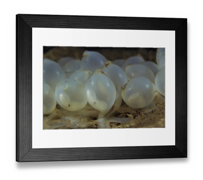 Framed Print : Needle cuttlefish (Sepia aculeata) eggs, in which the embryonic cuttlefish can be seen feeding on what remains of their egg yolks. Bali, Indonesia, Pacific Ocean Framed Print : Needle cuttlefish (Sepia aculeata) eggs, in which the embryonic cuttlefish can be seen feeding on what remains of their egg yolks. Bali, Indonesia, Pacific Ocean