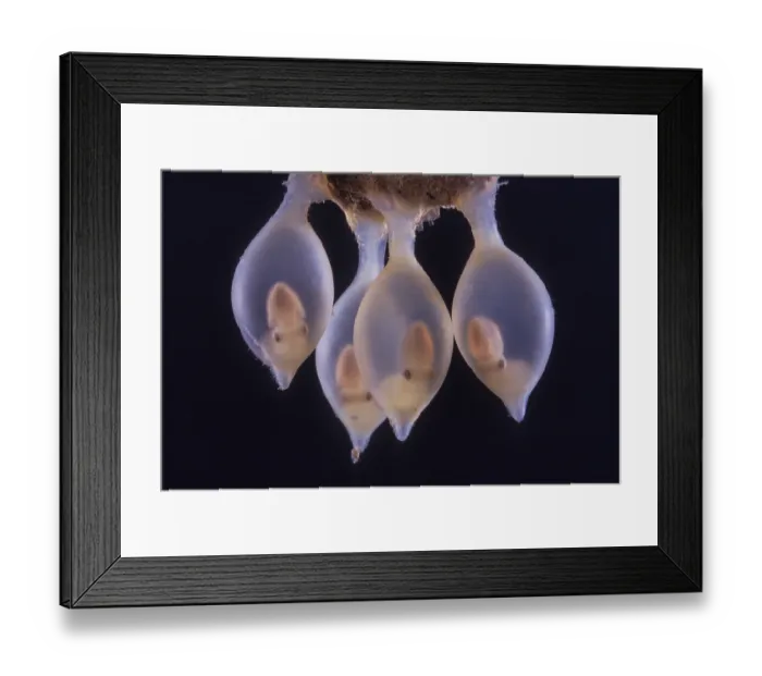 Framed Print : Giant cuttlefish (Sepia apama) infants ready to hatch inside their eggs after four months of incubation Framed Print : Giant cuttlefish (Sepia apama) infants ready to hatch inside their eggs after four months of incubation