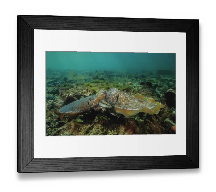 Framed Print : Giant cuttlefish (Sepia apama) pair mating Framed Print : Giant cuttlefish (Sepia apama) pair mating