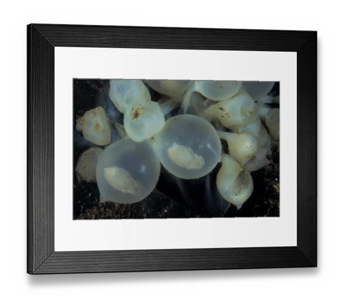 Framed Print : Needle cuttlefish (Sepia aculeata) eggs that have been laid inside a purse that was thrown into the ocean as trash Framed Print : Needle cuttlefish (Sepia aculeata) eggs that have been laid inside a purse that was thrown into the ocean as trash