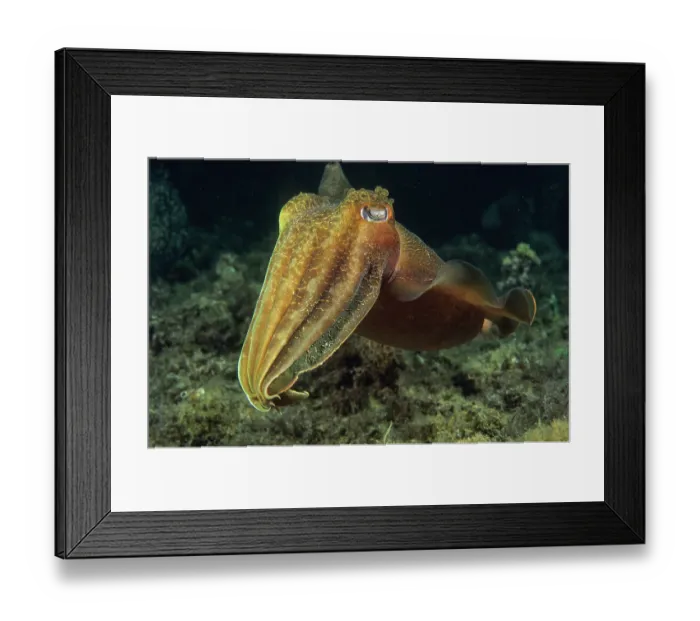 Framed Print : Giant cuttlefish (Sepia apama) portrait, Edithburgh, South Australia, Pacific Ocean Framed Print : Giant cuttlefish (Sepia apama) portrait, Edithburgh, South Australia, Pacific Ocean