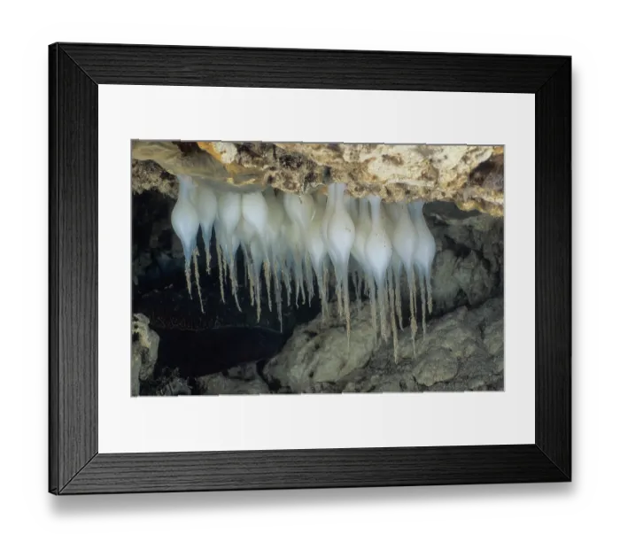 Framed Print : Freshly laid eggs of the Giant Cuttlefish (Sepia apama) that have been laid in a recess under a rocky ledge Framed Print : Freshly laid eggs of the Giant Cuttlefish (Sepia apama) that have been laid in a recess under a rocky ledge