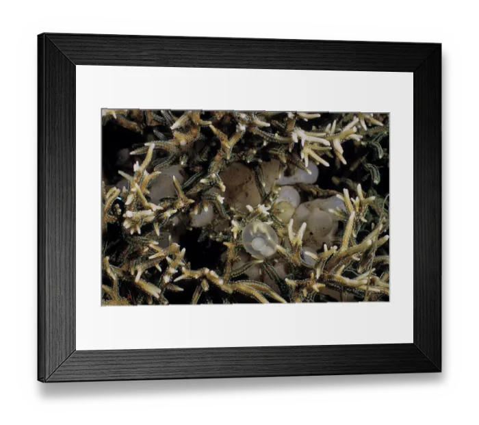 Framed Print : Needle cuttlefish (Sepia aculeata) eggs laid among the branches of a hard coral which will provide some protection from predators, Bali, Indonesia, Pacific Ocean Framed Print : Needle cuttlefish (Sepia aculeata) eggs laid among the branches of a hard coral which will provide some protection from predators, Bali, Indonesia, Pacific Ocean