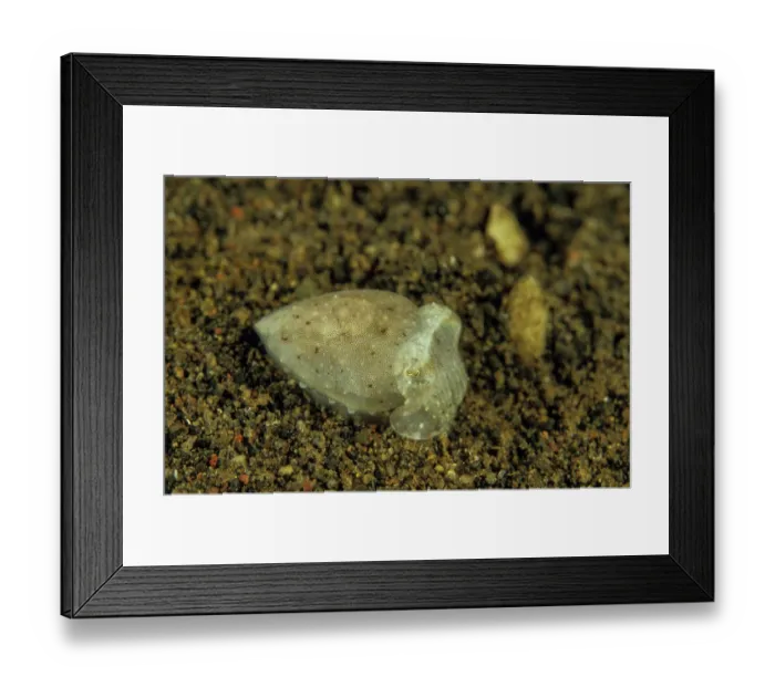 Framed Print : Needle cuttlefish (Sepia aculeata) newly hatched, resting in the sand, Bali, Indonesia, Pacific Ocean Framed Print : Needle cuttlefish (Sepia aculeata) newly hatched, resting in the sand, Bali, Indonesia, Pacific Ocean