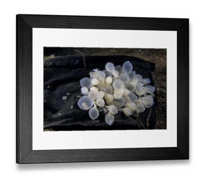 Framed Print : Needle cuttlefish (Sepia aculeata) eggs that have been laid inside a purse that was thrown into the ocean as trash, Bali, Indonesia, Pacific Ocean Framed Print : Needle cuttlefish (Sepia aculeata) eggs that have been laid inside a purse that was thrown into the ocean as trash, Bali, Indonesia, Pacific Ocean